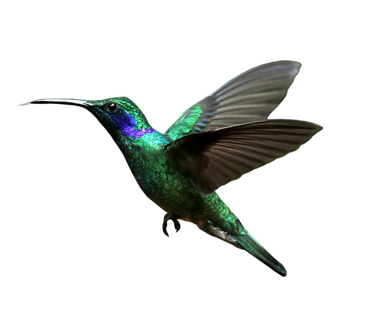 Download PNG image - Hummingbird Transparent Background 