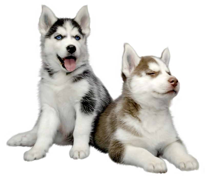 Download PNG image - Husky PNG HD Photo 