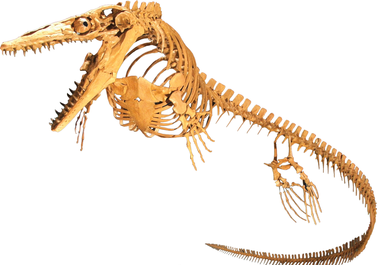 Download PNG image - Ichthyosaur PNG Background Image 