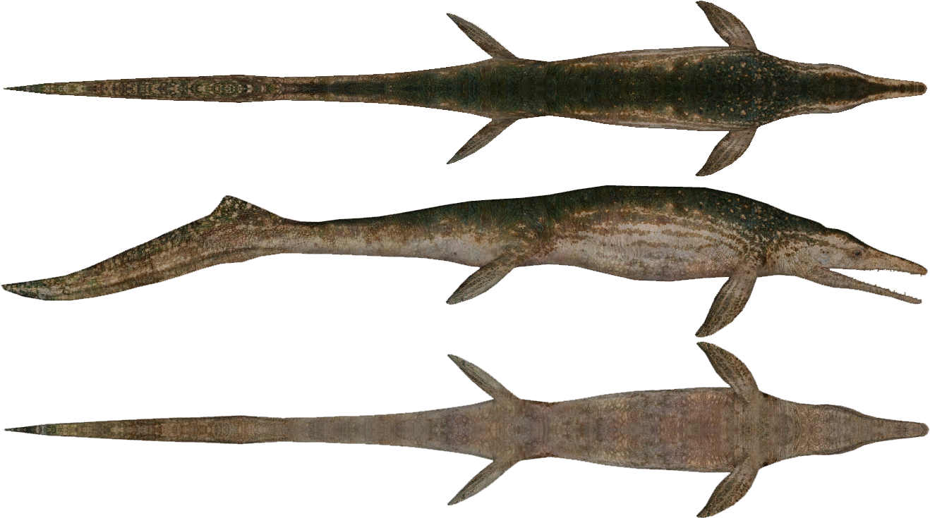 Download PNG image - Ichthyosaur Transparent PNG 