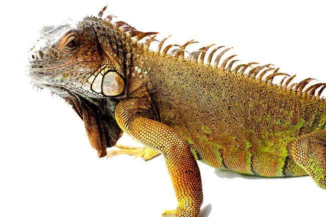 Download PNG image - Iguana PNG Picture 