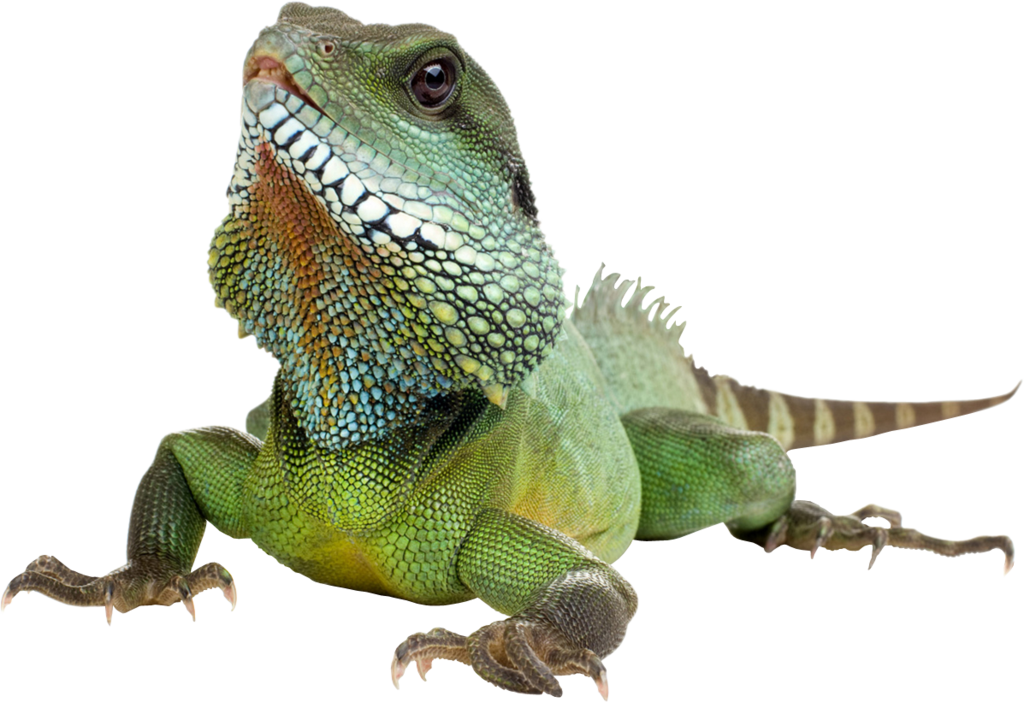 Download PNG image - Iguana Transparent Background 