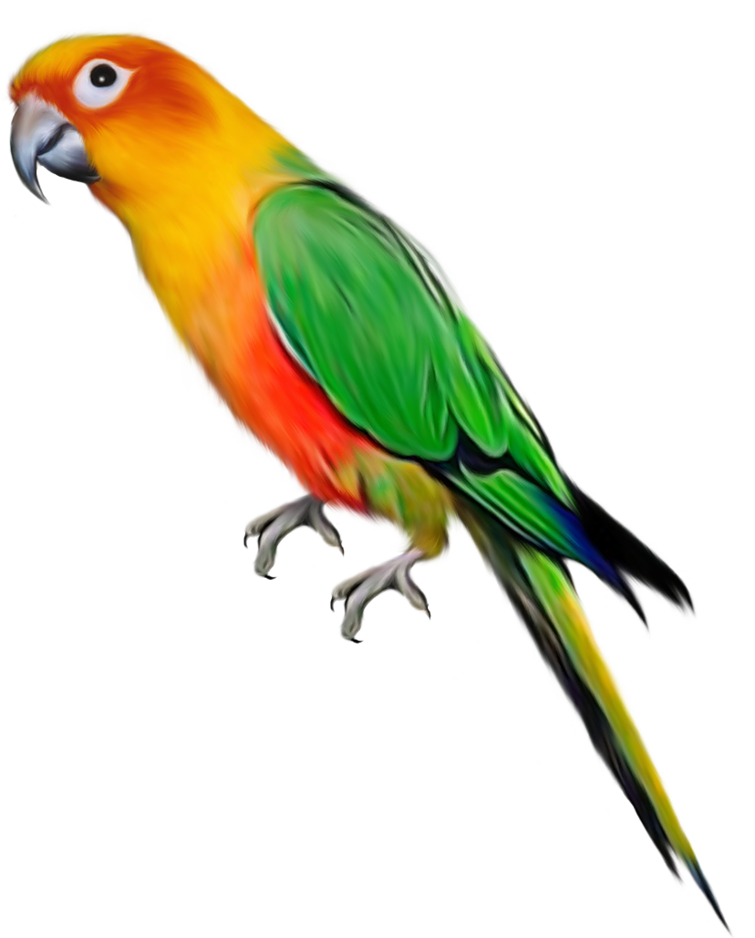 Download PNG image - Indian Parrot PNG File 