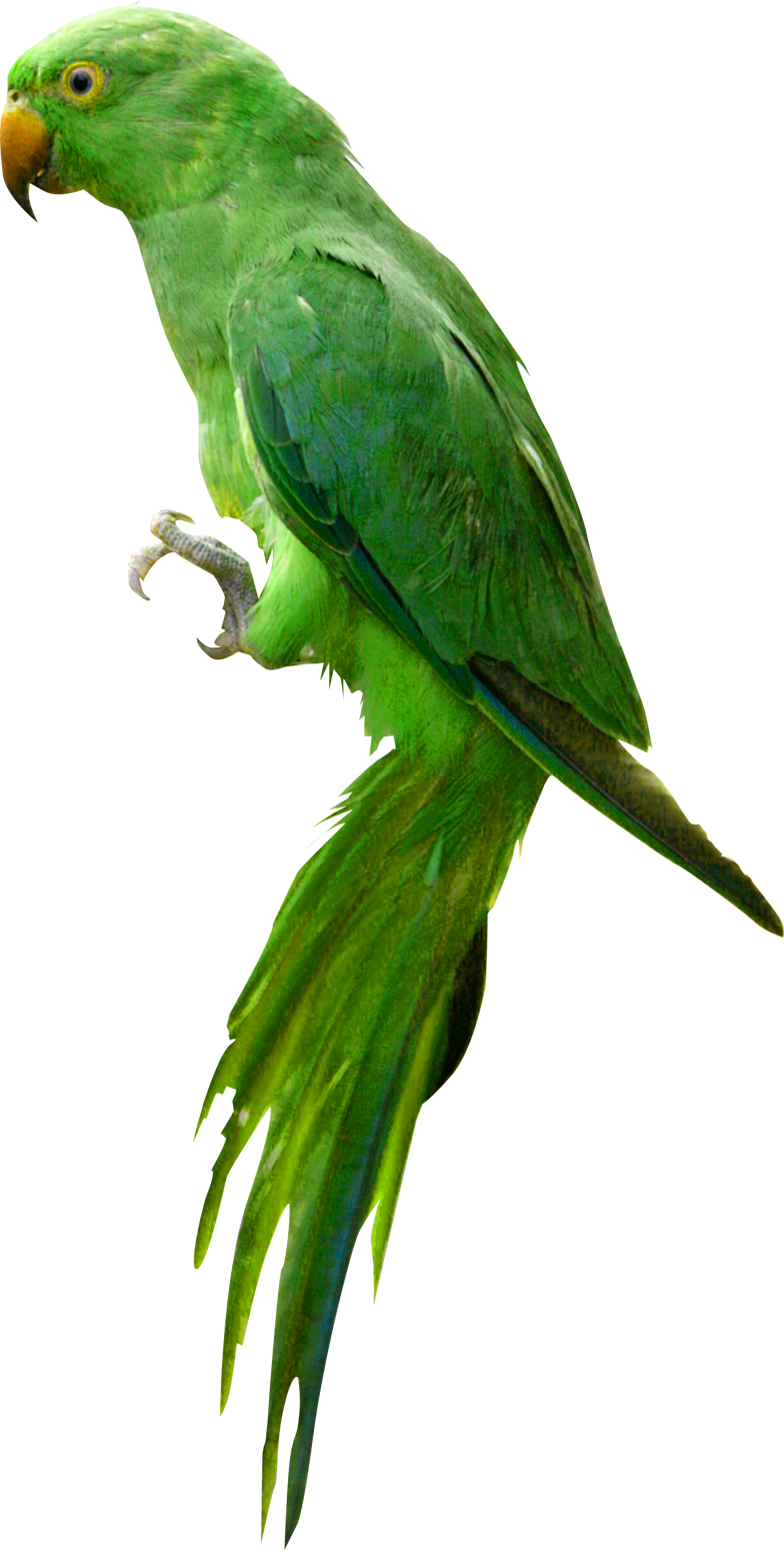 Download PNG image - Indian Parrot PNG Image 