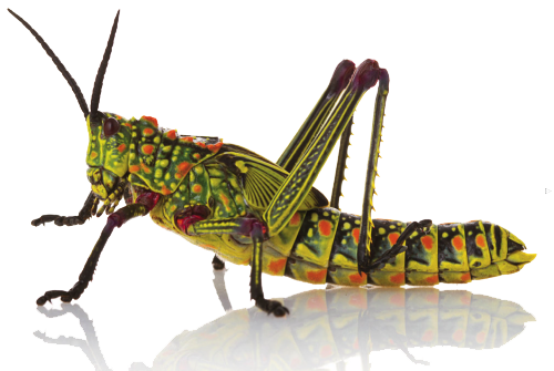 Download PNG image - Insect PNG HD 