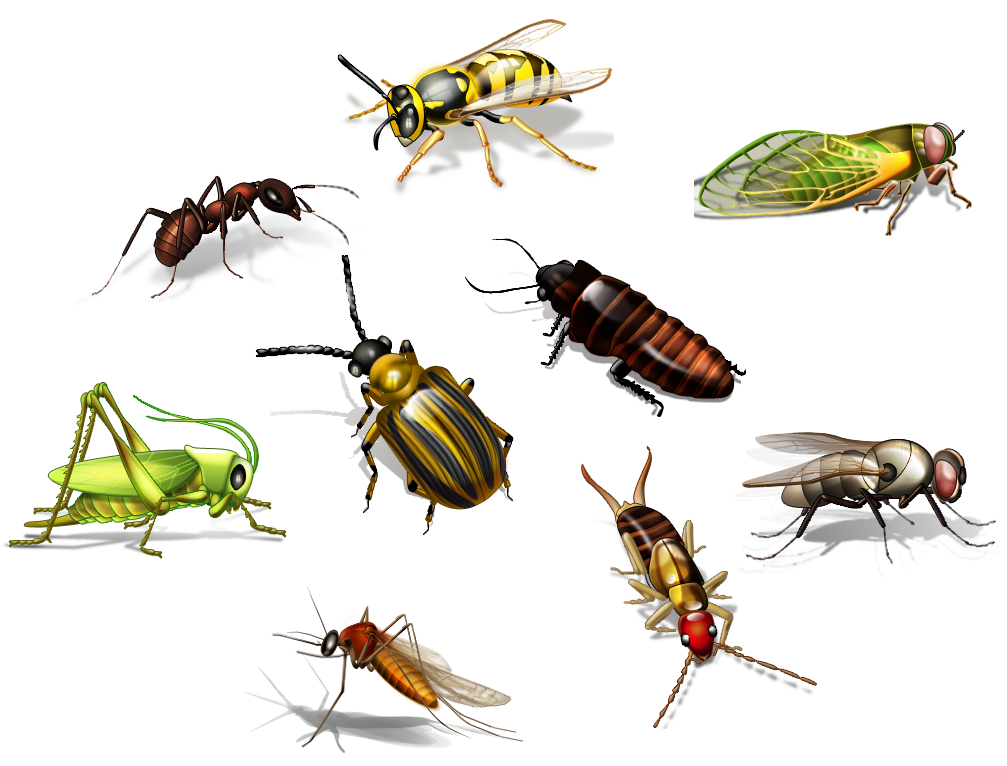 Download PNG image - Insect PNG Transparent Picture 