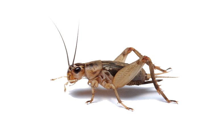Download PNG image - Insect Transparent PNG 