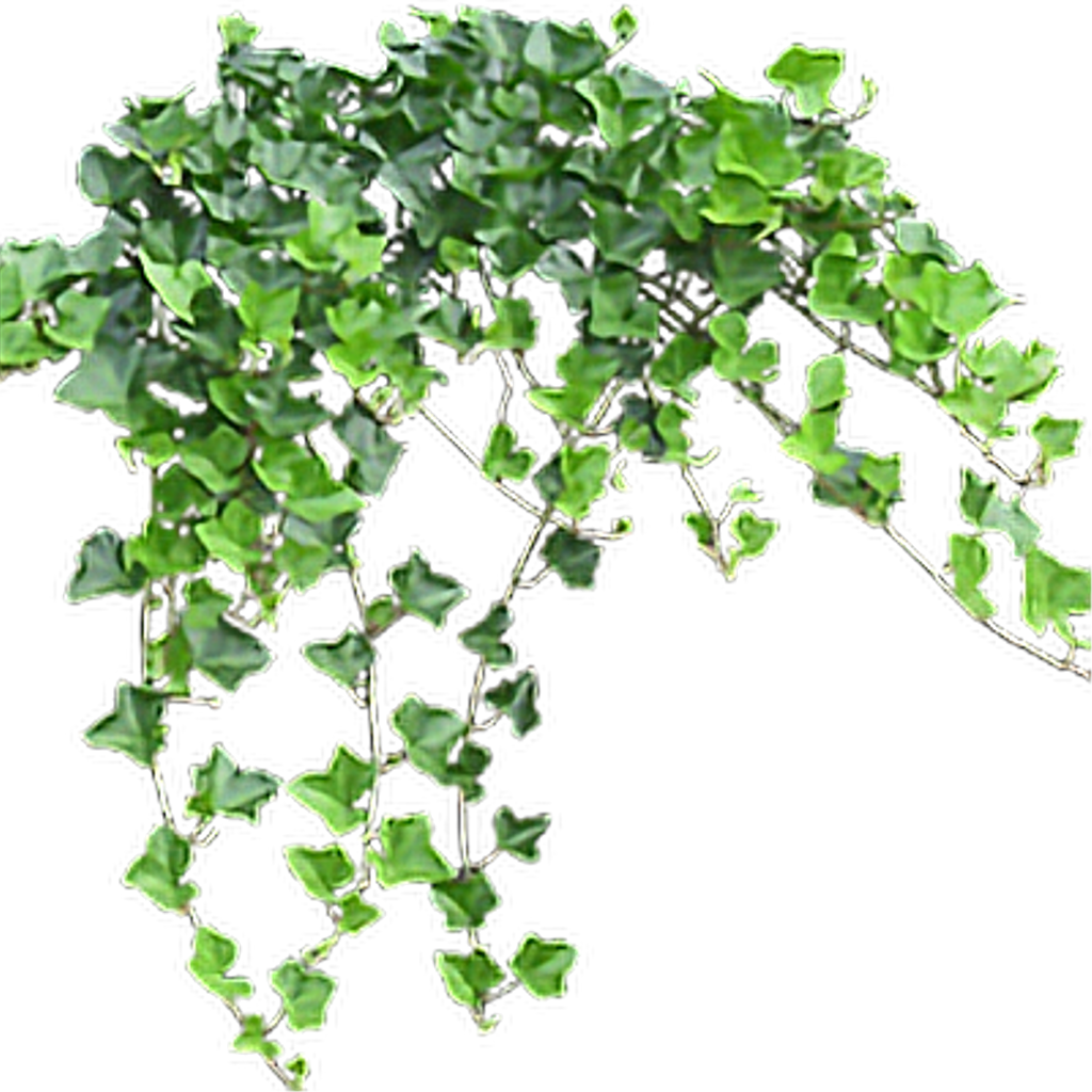 Download PNG image - Ivy Hanging PNG Clipart 