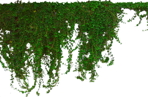 Download PNG image - Ivy Hanging PNG Picture 