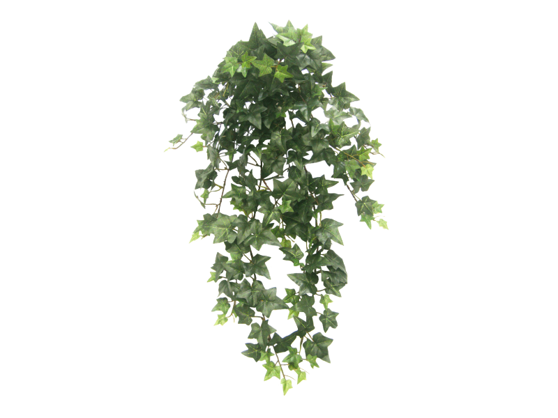 Download PNG image - Ivy Hanging PNG Transparent Picture 