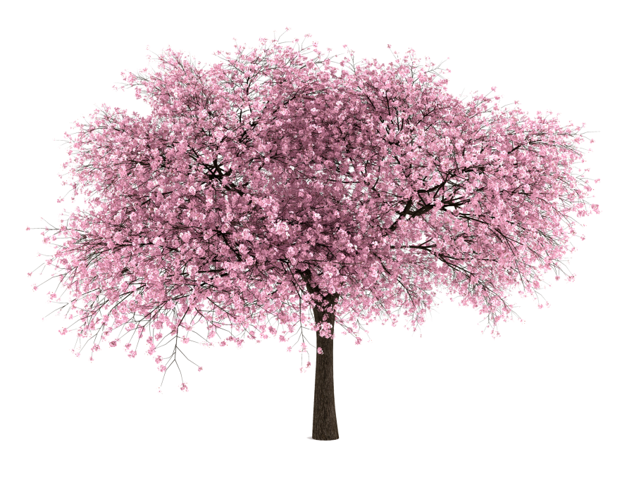Download PNG image - Japanese Flowering Cherry PNG File 
