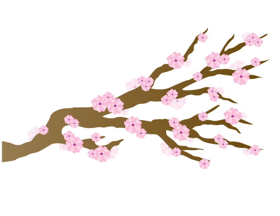Download PNG image - Japanese Flowering Cherry PNG HD 