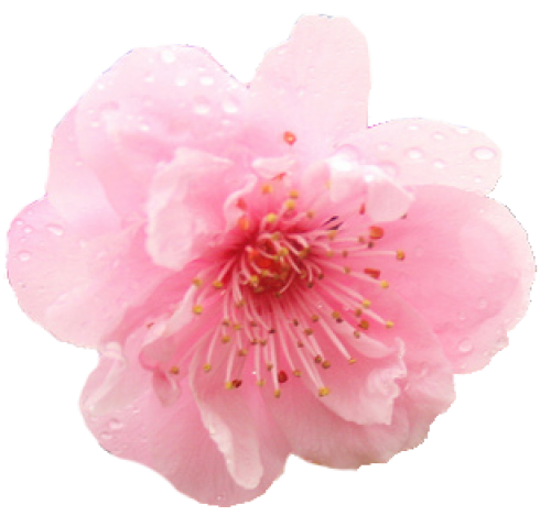 Download PNG image - Japanese Flowering Cherry PNG Photo 