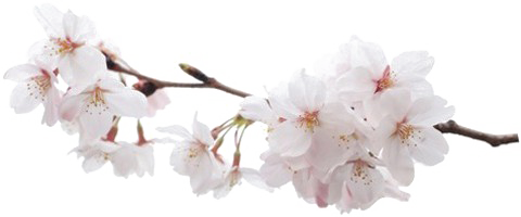 Download PNG image - Japanese Flowering Cherry PNG Pic 