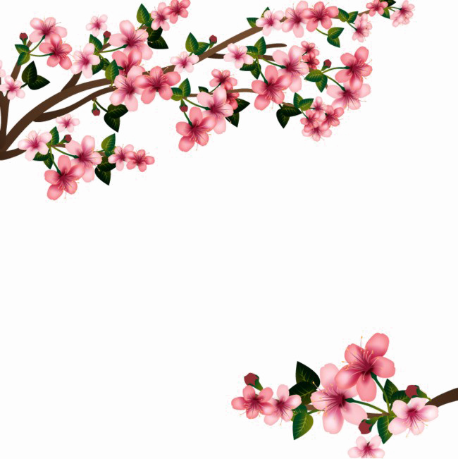 Download PNG image - Japanese Flowering Cherry PNG Transparent Image 