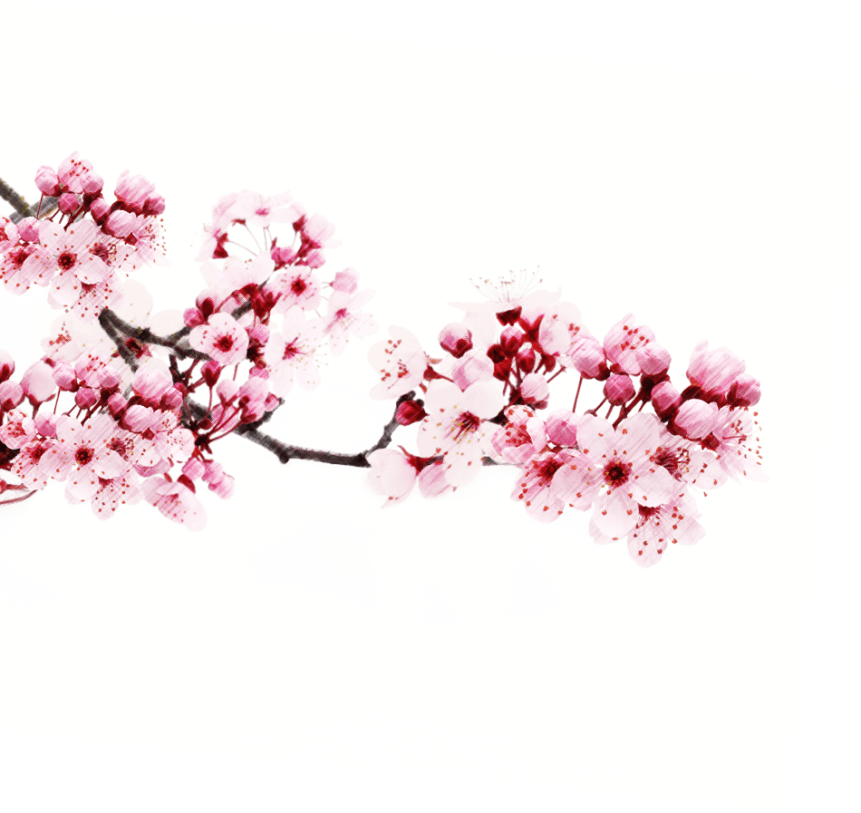 Download PNG image - Japanese Flowering Cherry PNG Transparent Picture 
