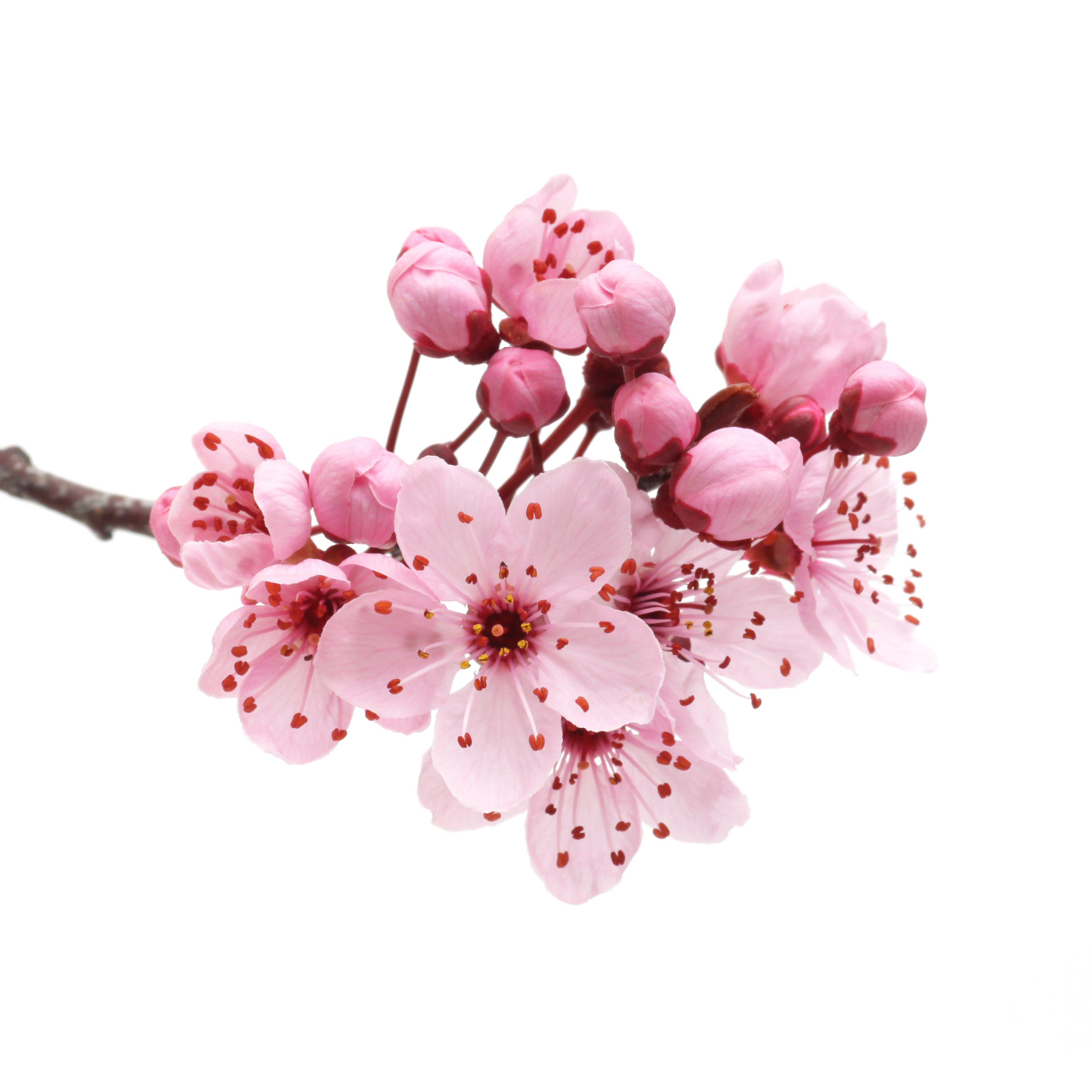 Download PNG image - Japanese Flowering Cherry PNG Transparent 