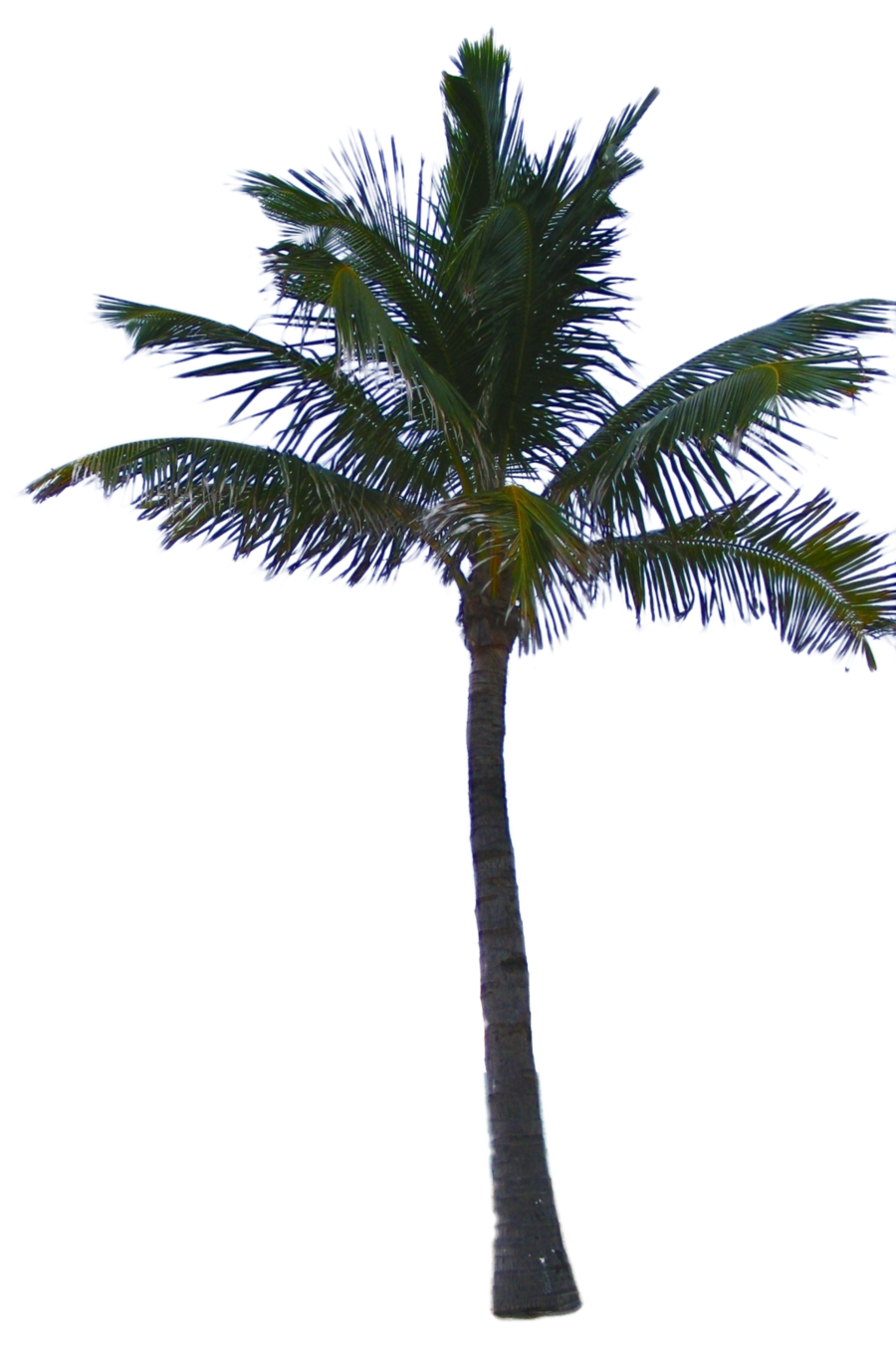 Download PNG image - Jungle Tree PNG Clipart 