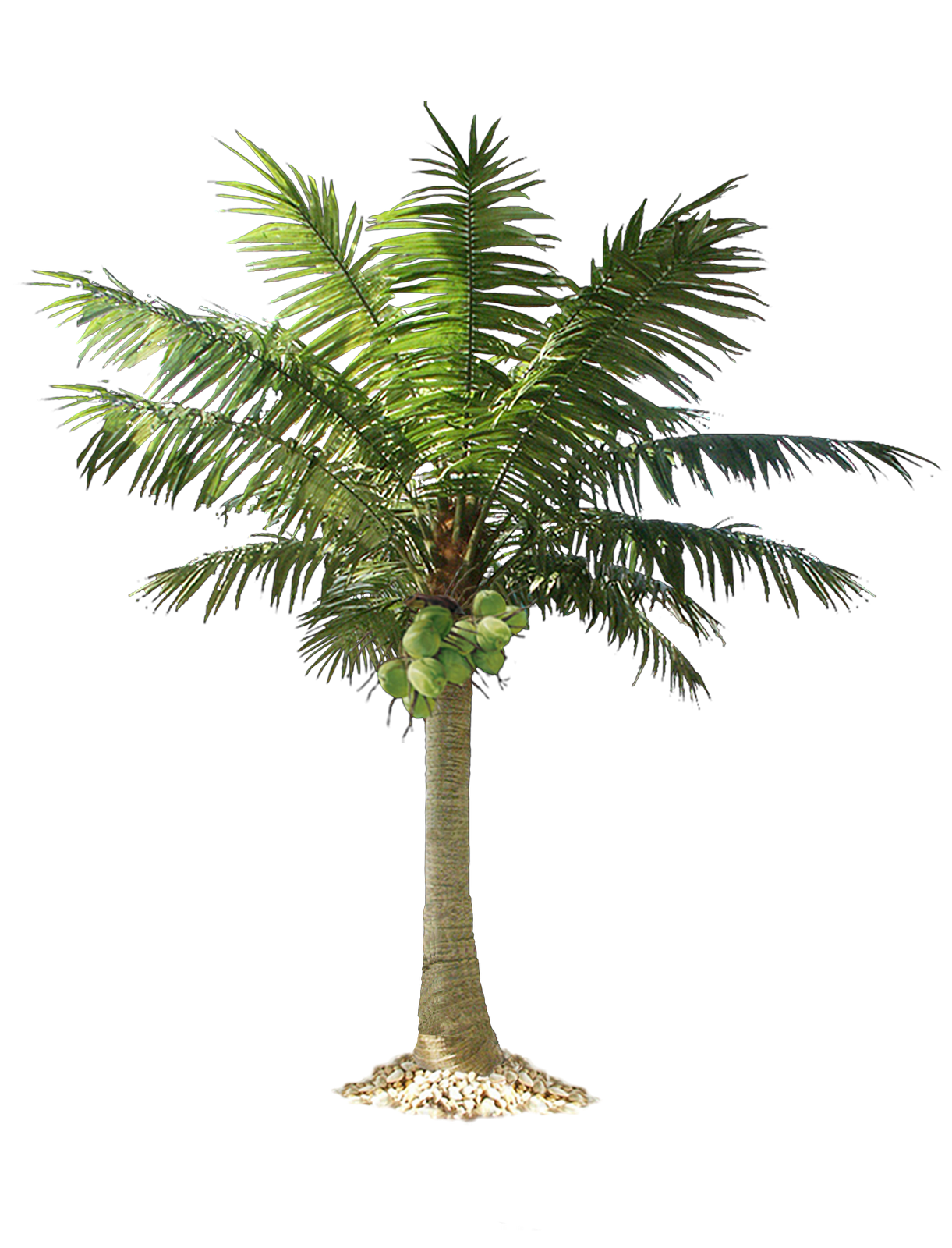 Download PNG image - Jungle Tree PNG Pic 