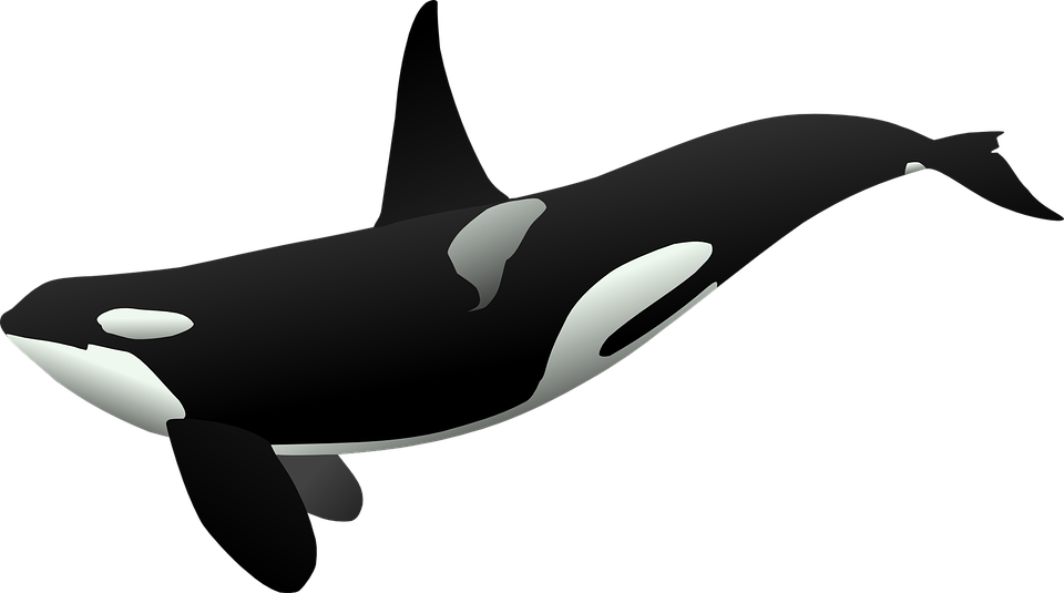 Download PNG image - Killer Whale Background PNG 