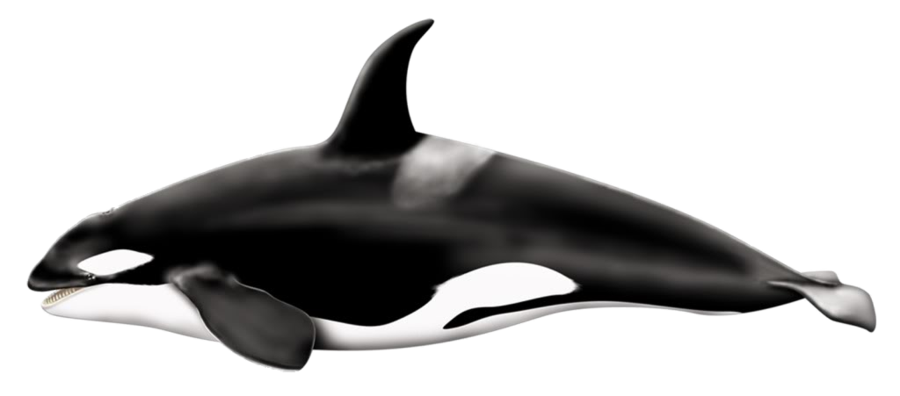 Download PNG image - Killer Whale Download PNG Image 