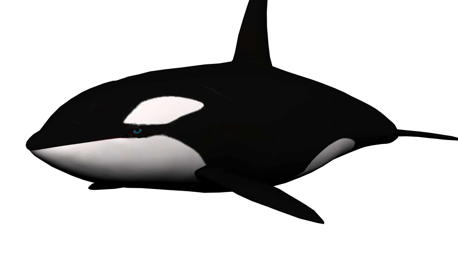 Download PNG image - Killer Whale PNG Clipart 