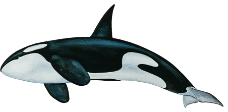 Download PNG image - Killer Whale PNG Free Download 
