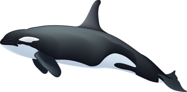 Download PNG image - Killer Whale PNG Image 