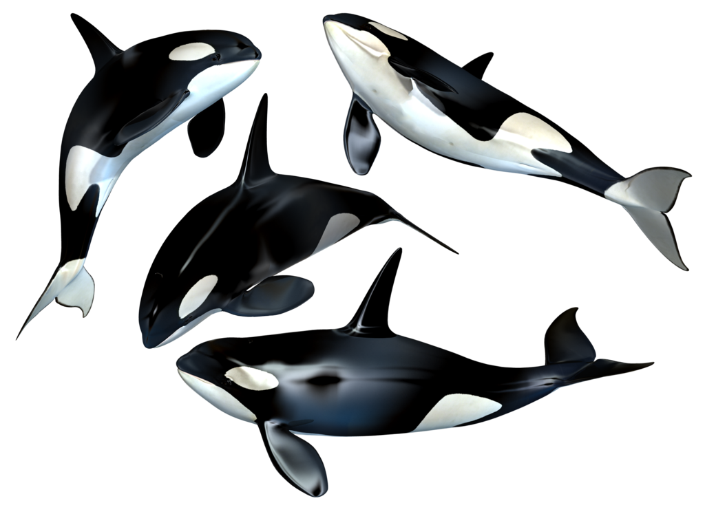 Download PNG image - Killer Whale PNG Photo 