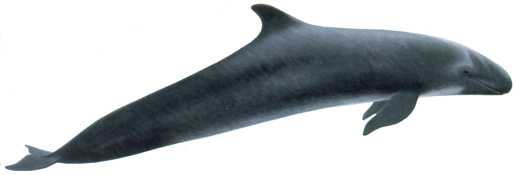 Download PNG image - Killer Whale PNG Picture 
