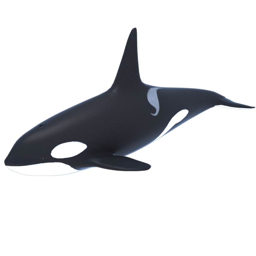 Download PNG image - Killer Whale PNG Transparent Picture 