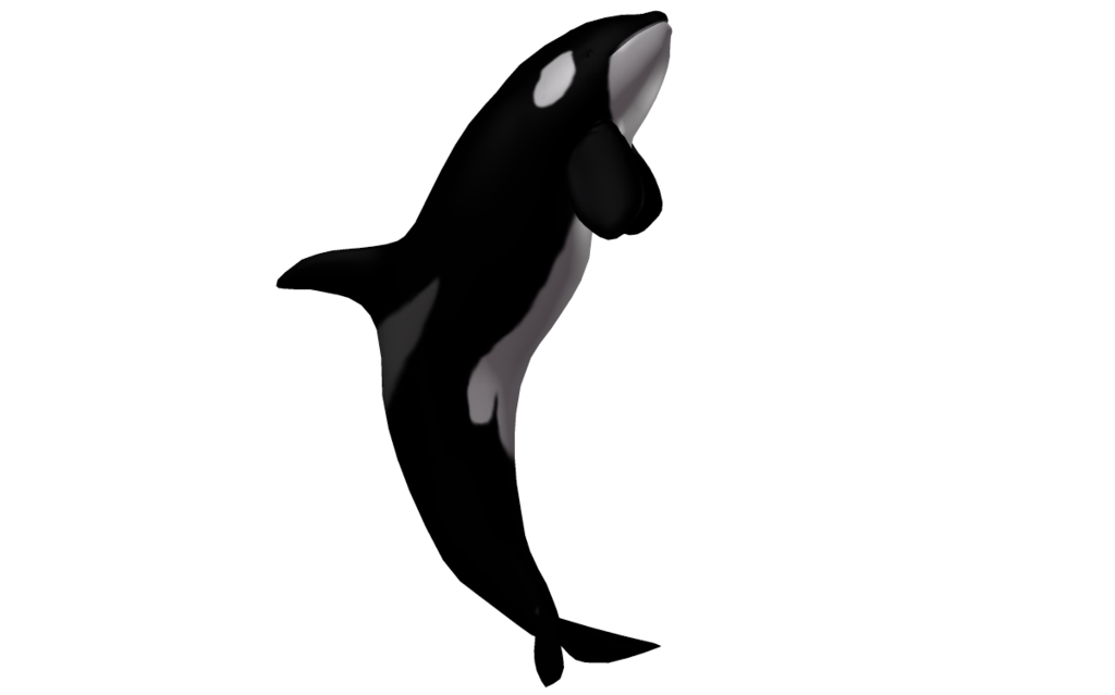 Download PNG image - Killer Whale Transparent PNG 