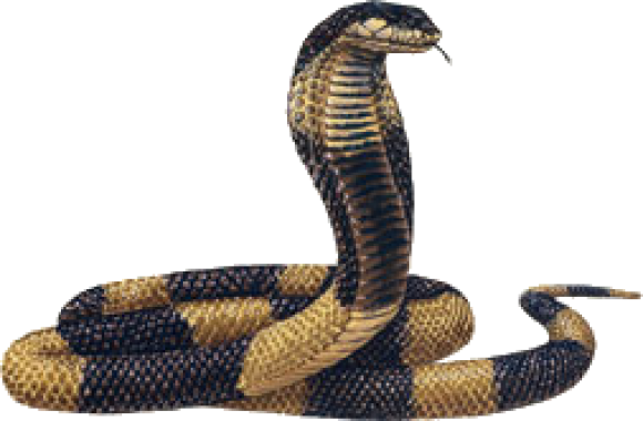 Download PNG image - King Cobra PNG Transparent Image 