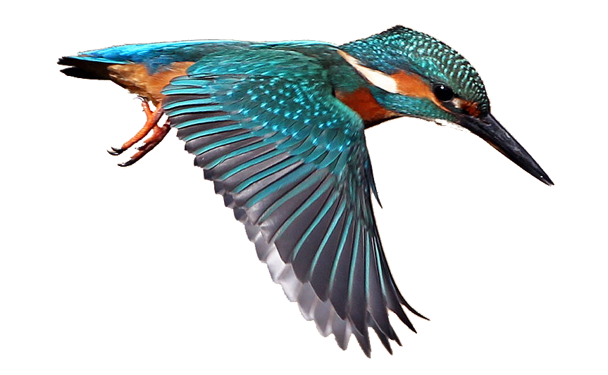 Download PNG image - Kingfisher Background PNG 