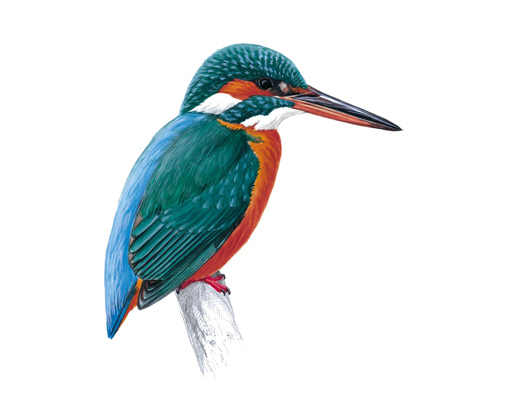 Download PNG image - Kingfisher PNG Free Download 