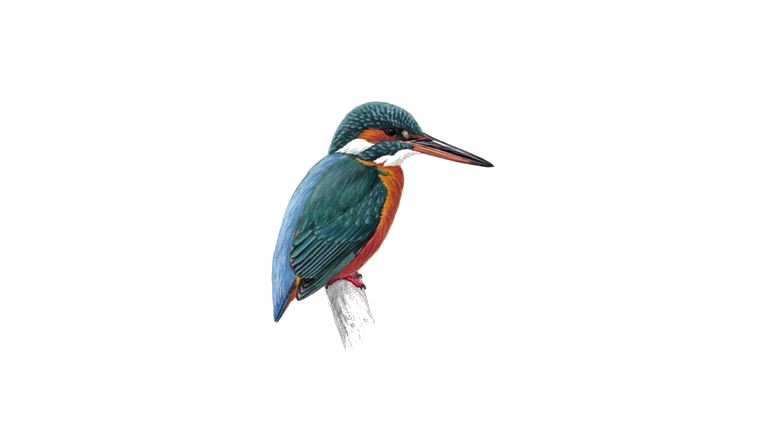 Download PNG image - Kingfisher PNG Photo 