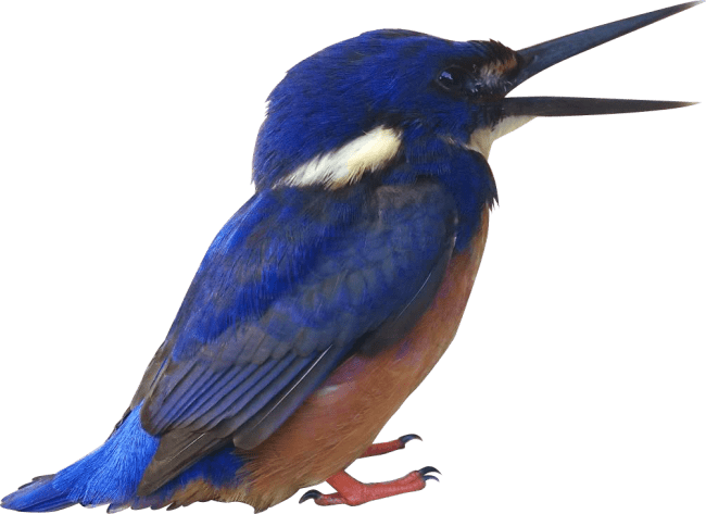 Download PNG image - Kingfisher PNG Pic 