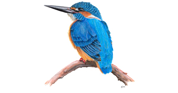 Download PNG image - Kingfisher PNG Transparent HD Photo 