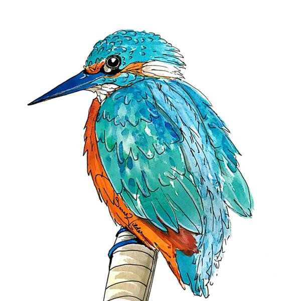 Download PNG image - Kingfisher PNG Transparent Picture 