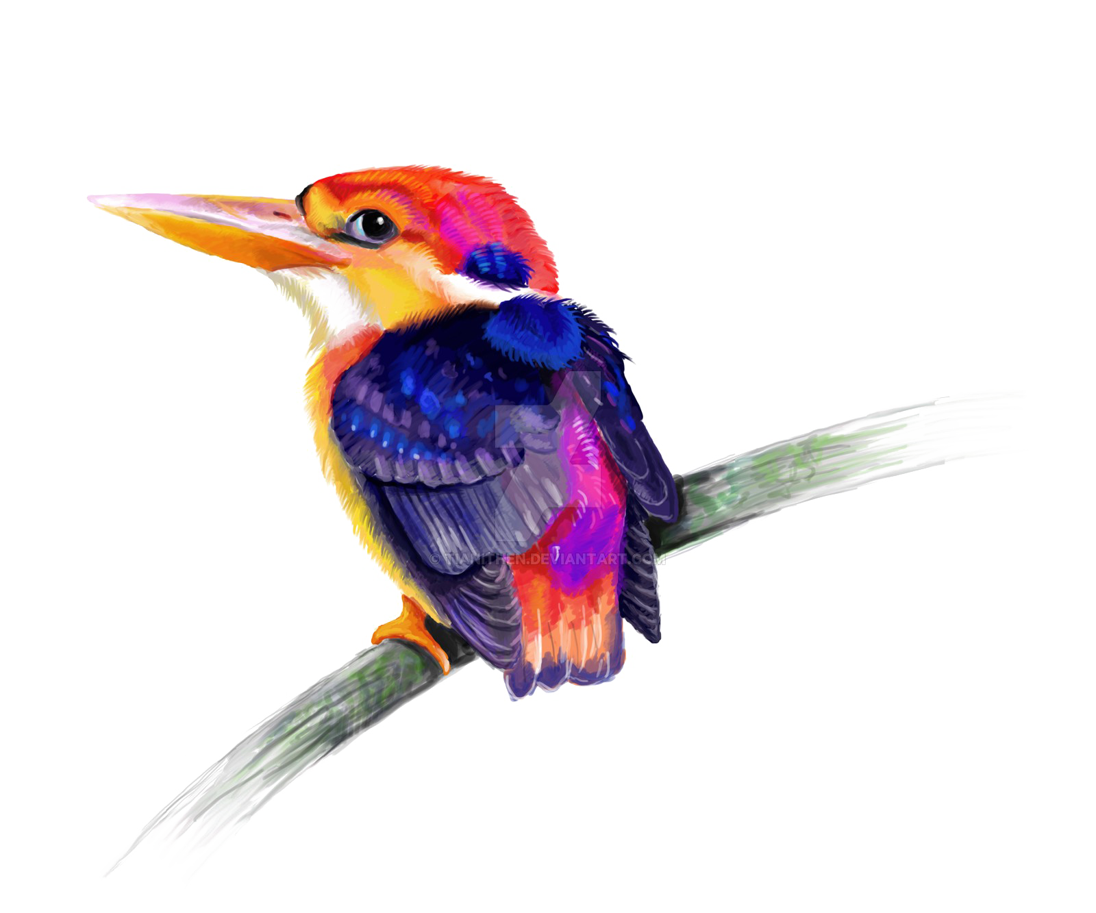 Download PNG image - Kingfisher PNG Transparent 
