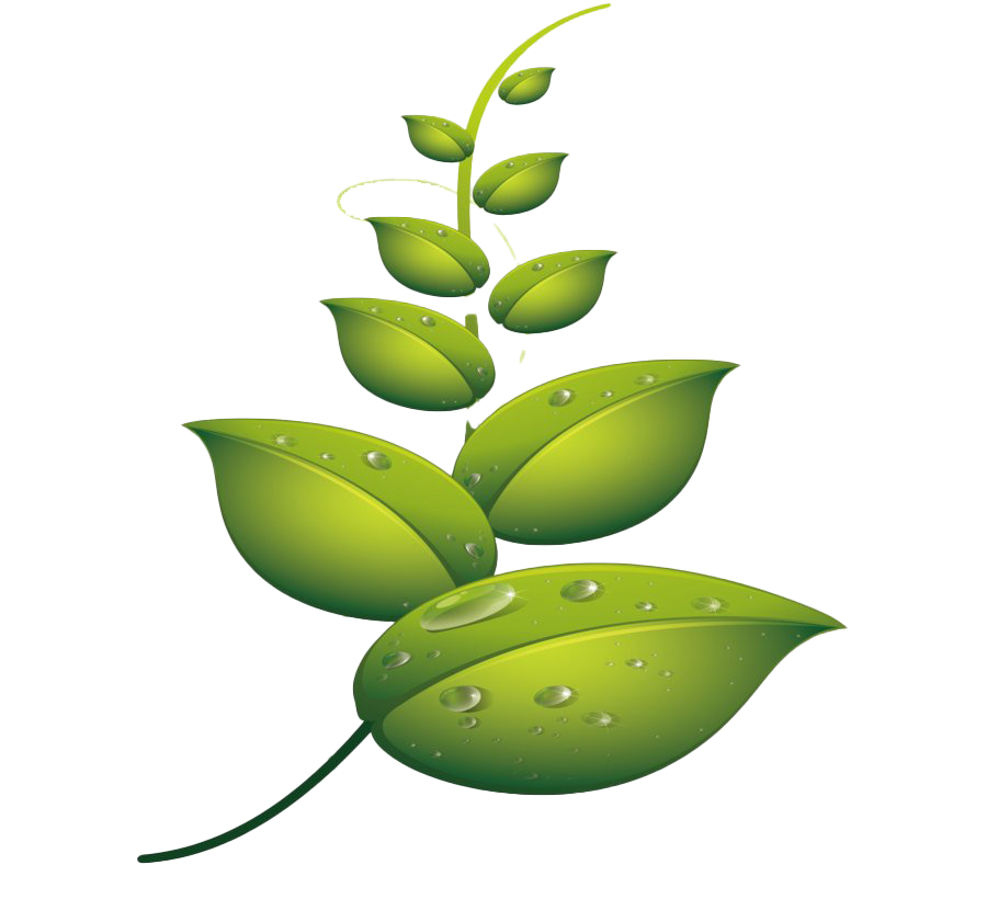 Download PNG image - Leaf Water Dew Drop PNG File 