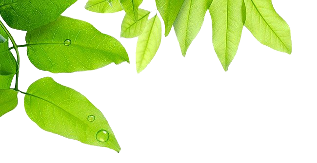 Download PNG image - Leaf Water Dew Drop PNG Photos 