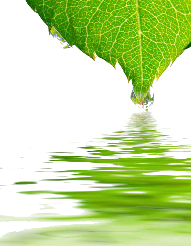 Download PNG image - Leaf Water Dew Drop Transparent Images PNG 