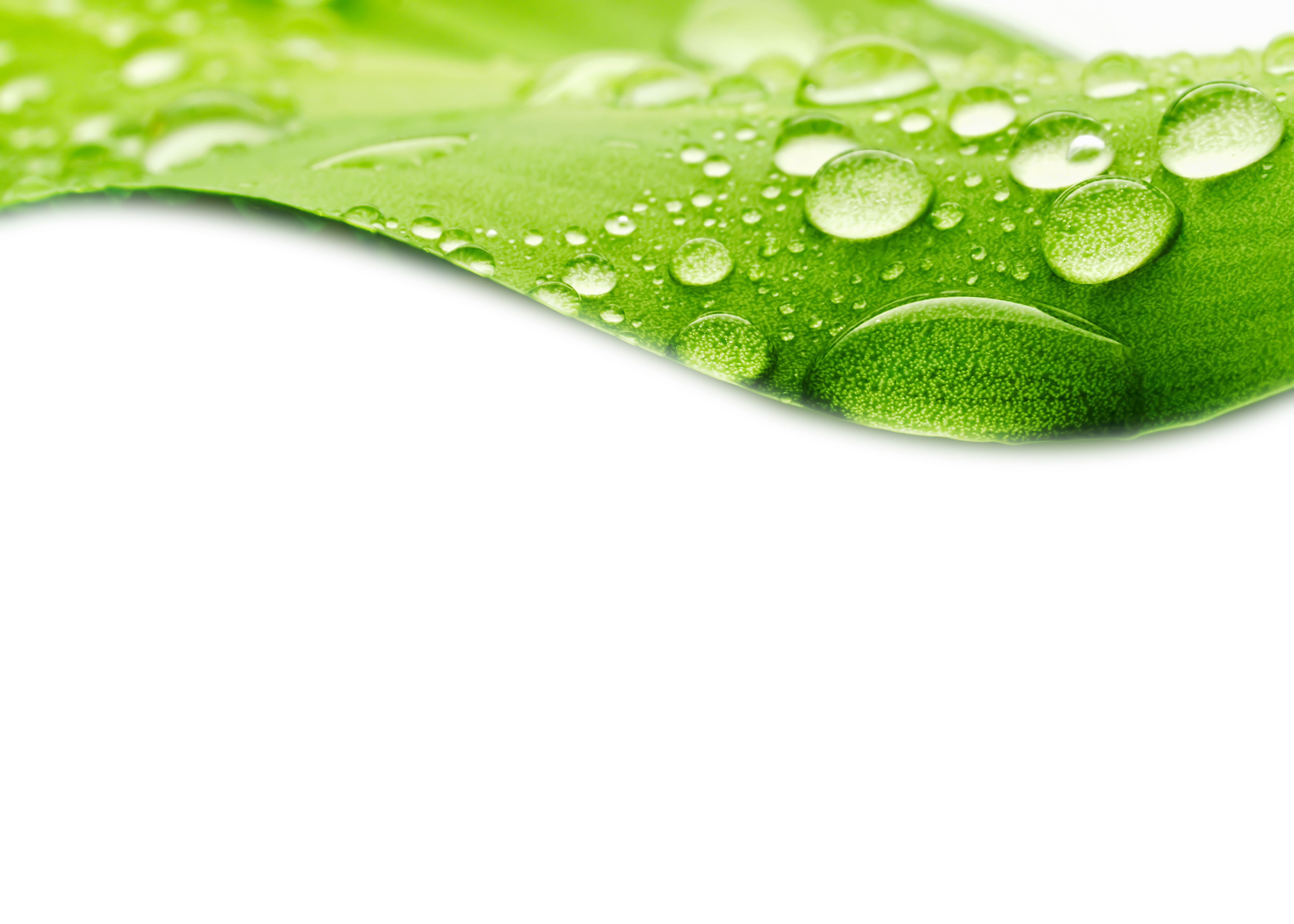 Download PNG image - Leaf Water Drop PNG HD 