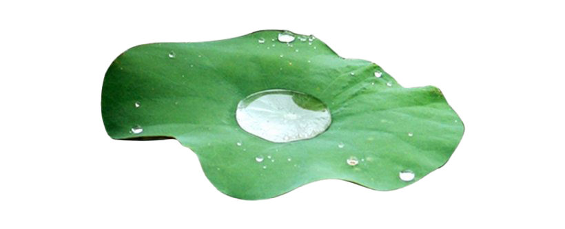 Download PNG image - Leaf Water Drop PNG Image 