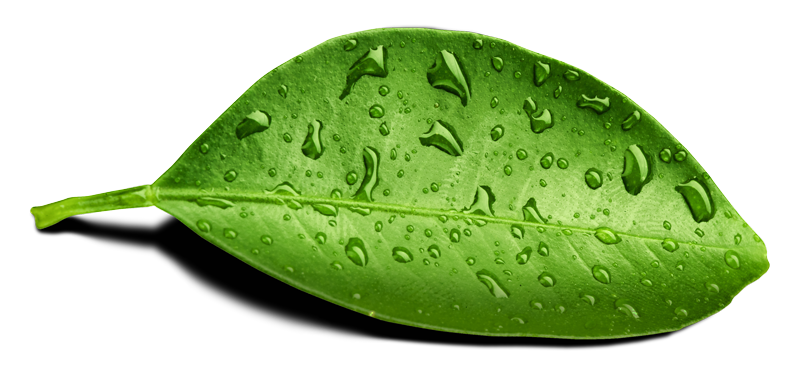 Download PNG image - Leaf Water Drop PNG Transparent Image 