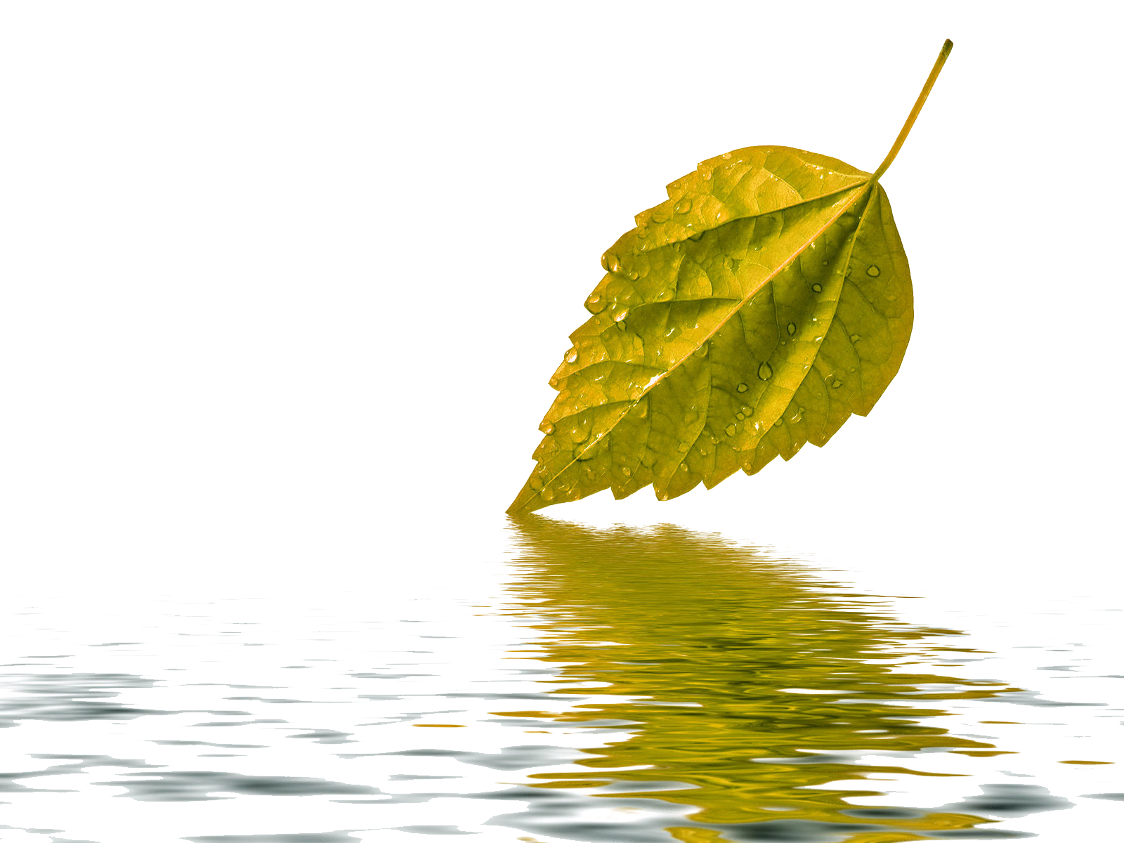 Download PNG image - Leaf Water Drop Transparent Background 
