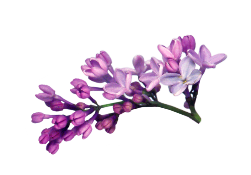 Download PNG image - Lilac PNG File 