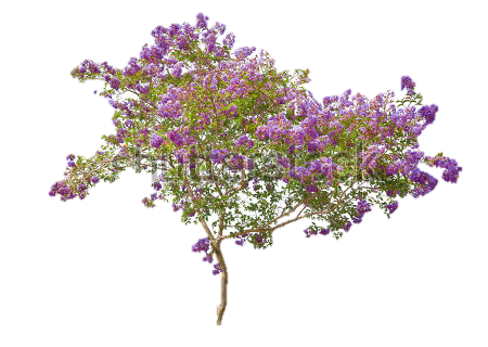 Download PNG image - Lilac PNG Free Download 