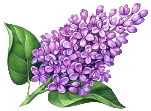 Download PNG image - Lilac PNG Pic 